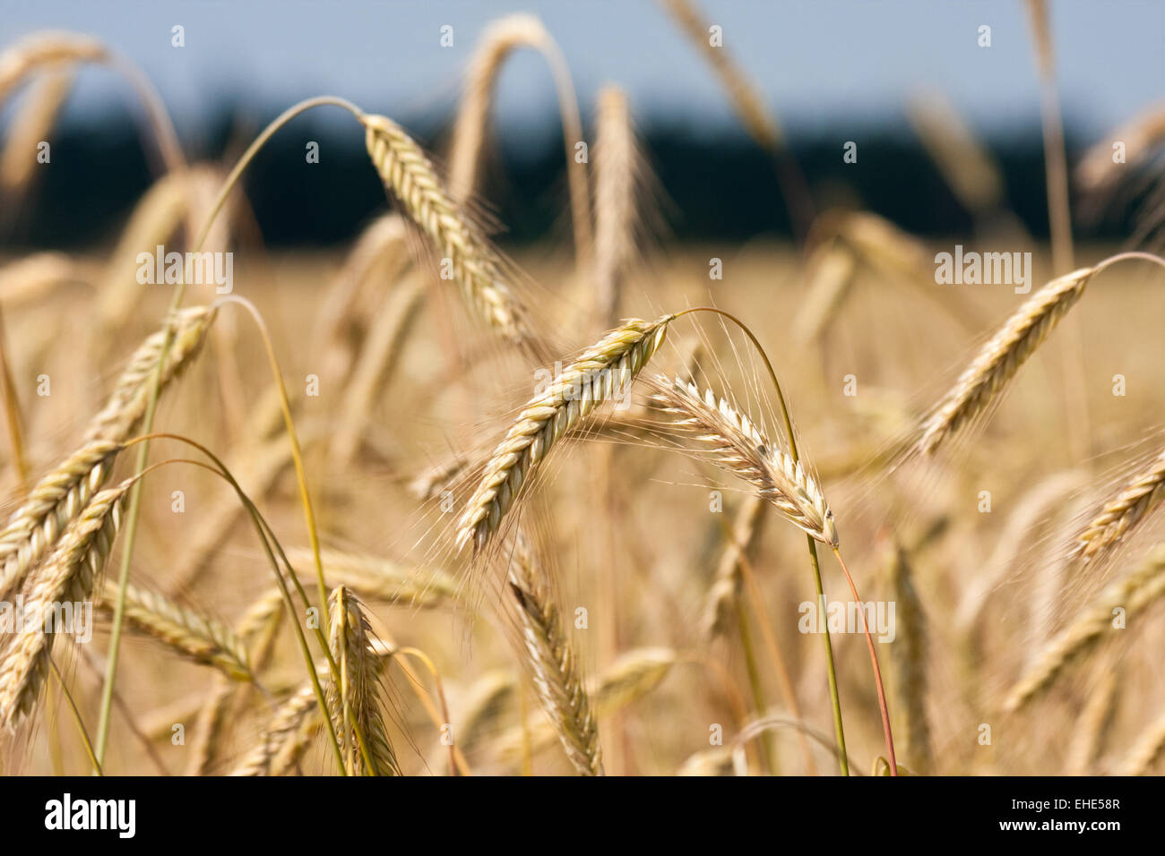 Secale cereale hi-res stock photography and images - Alamy