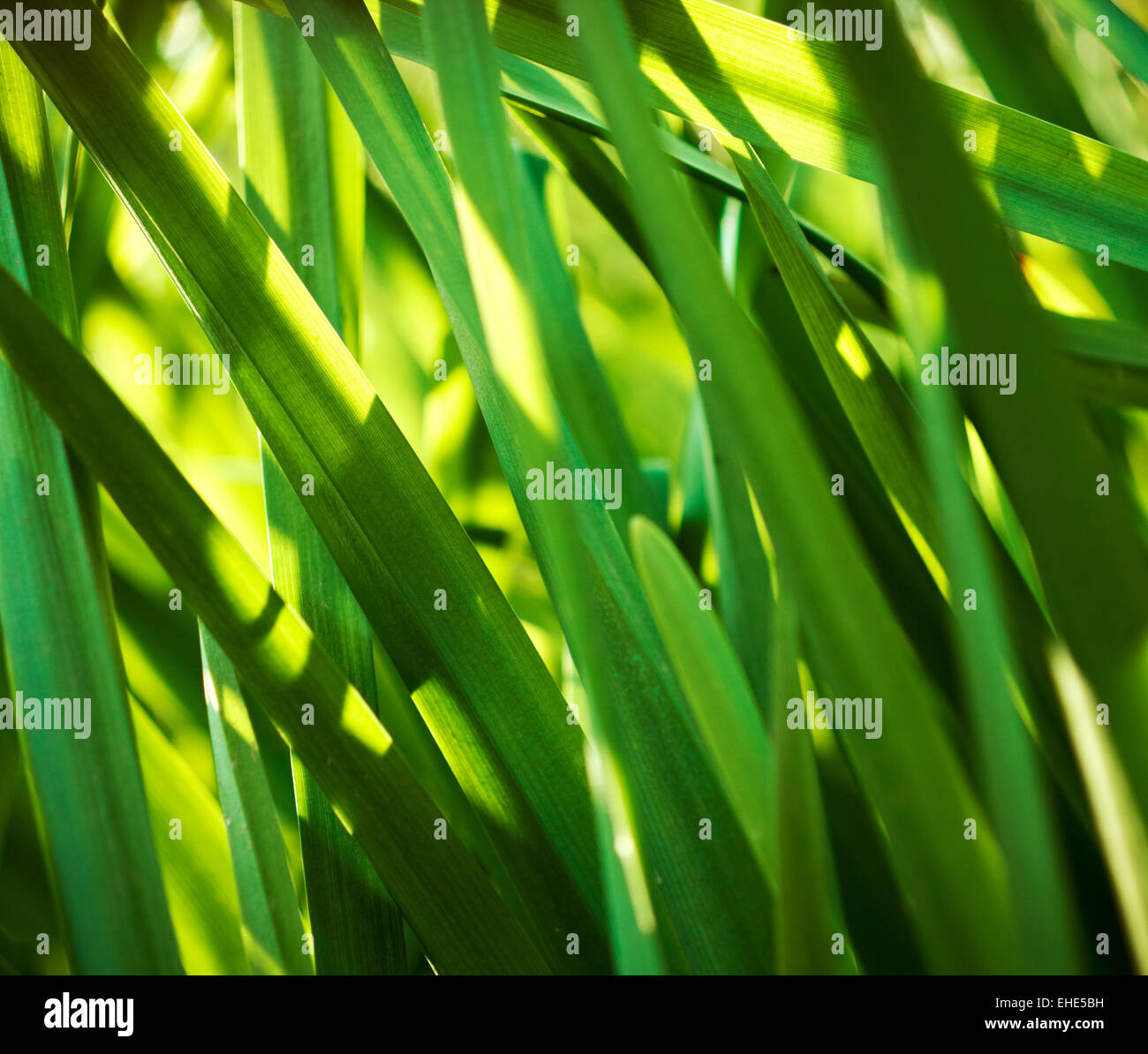 Dark Green Reeds Green reeds hi-res stock photography and images - Alamy