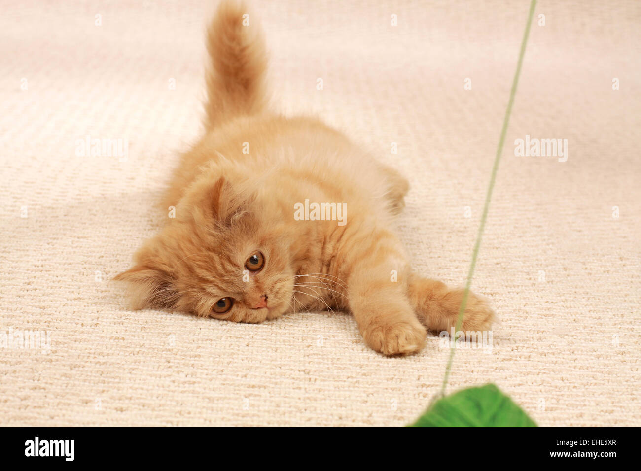 Mohair Cat Stock Photo