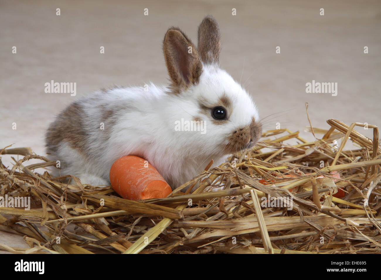 Young rabbits hires stock photography and images Alamy