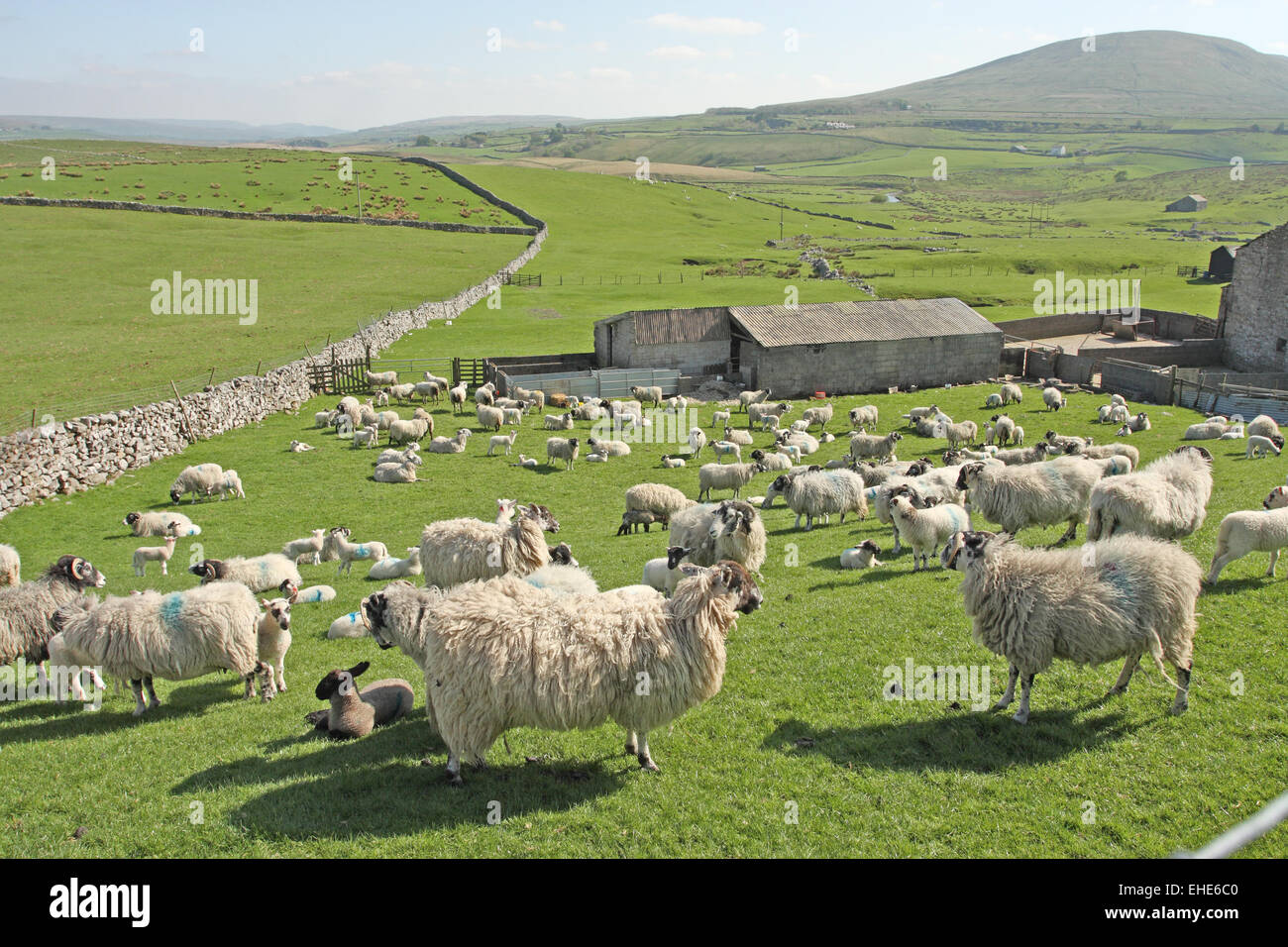 Lambs sheep in yorkshire dales hi-res stock photography and images - Alamy
