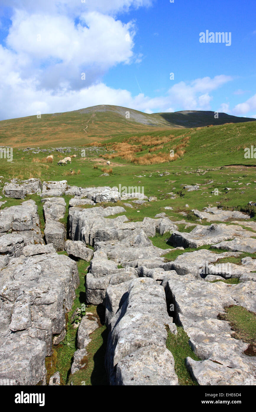 Limestone pavement on the slopes of Ingleborough / Yorks Dales NP / Yorkshire / UK Stock Photo