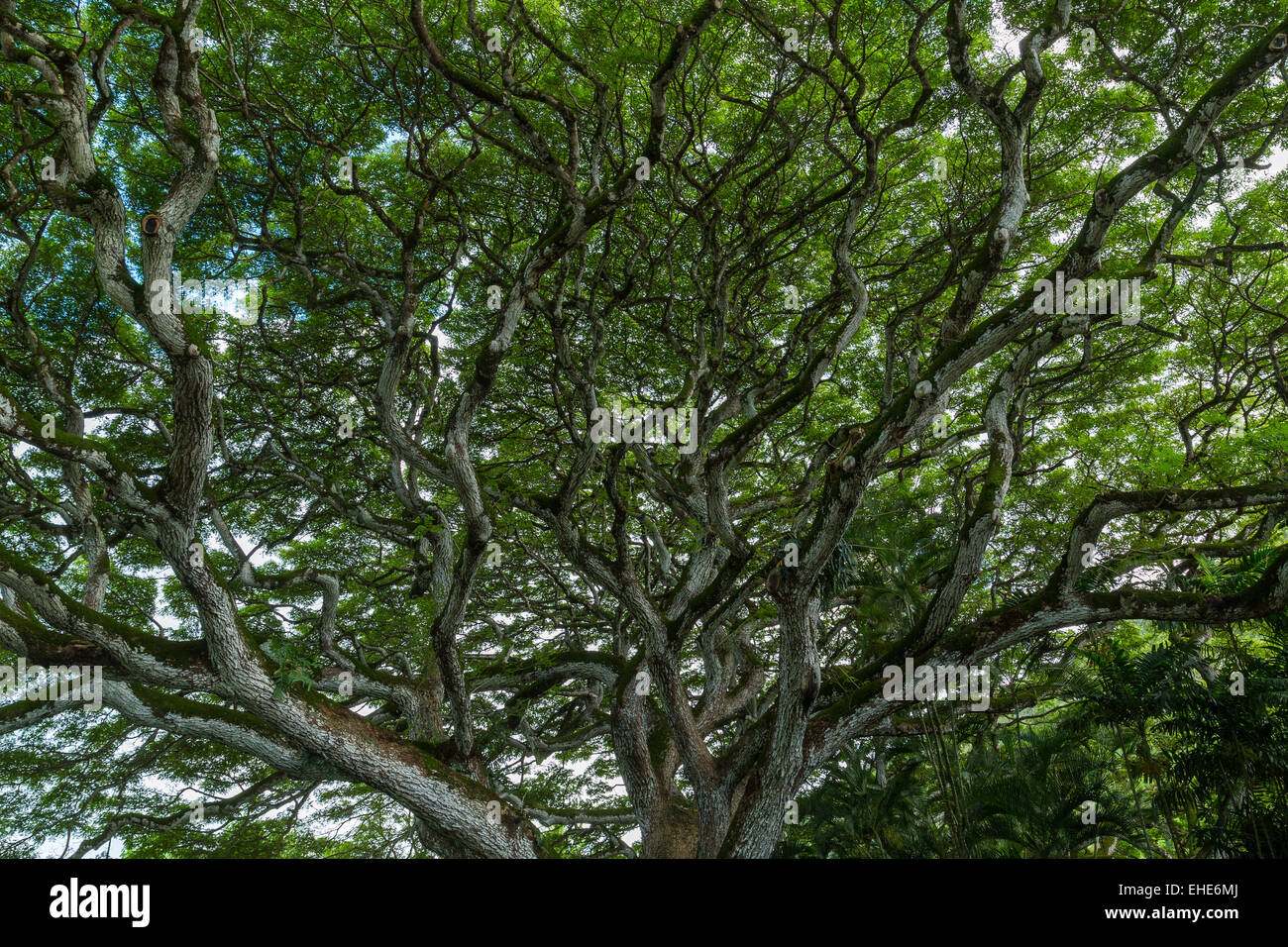 Wide spread branches of a very old tree Stock Photo Alamy