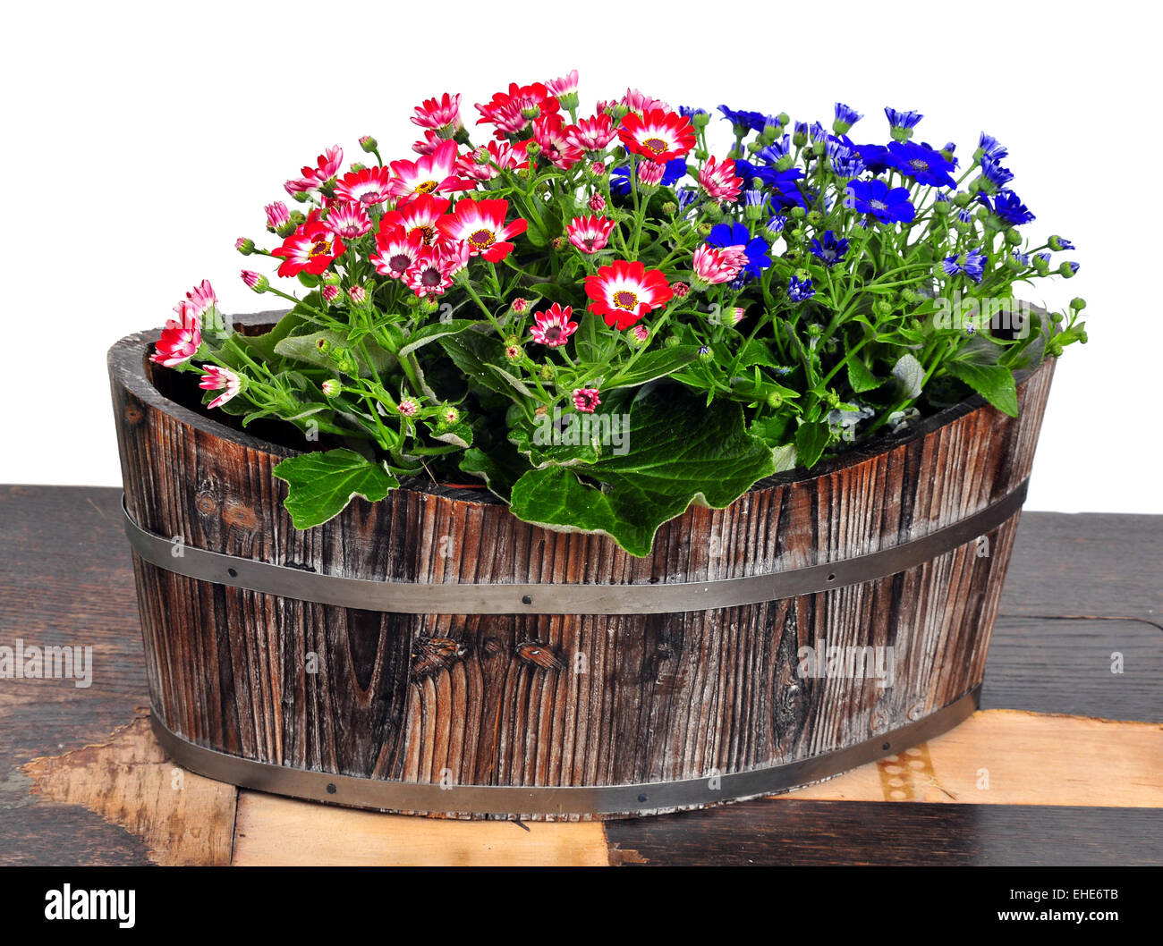 Cinerarie senecio cruentus Stock Photo