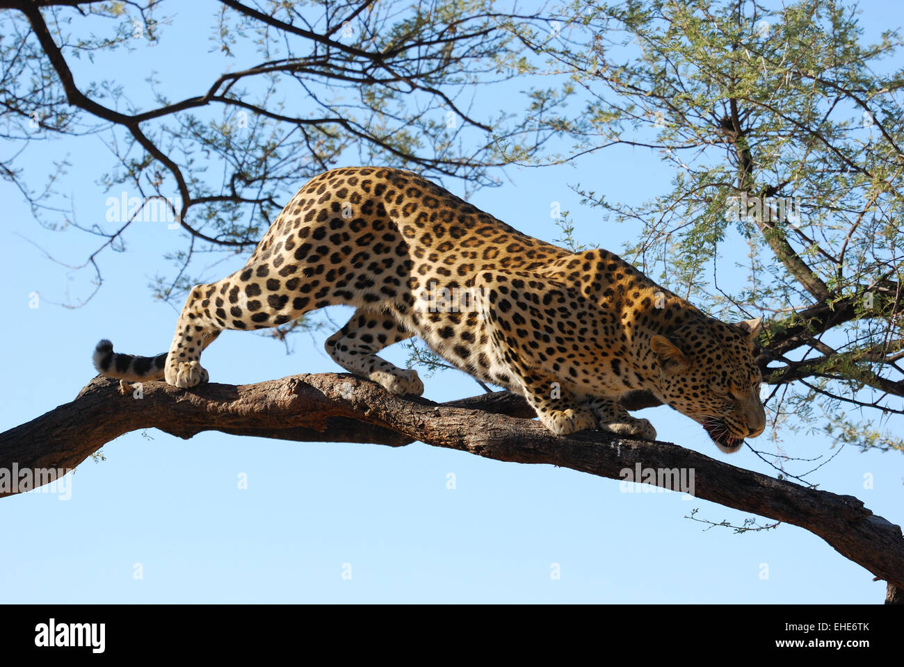 Namibia, Leopard Stock Photo