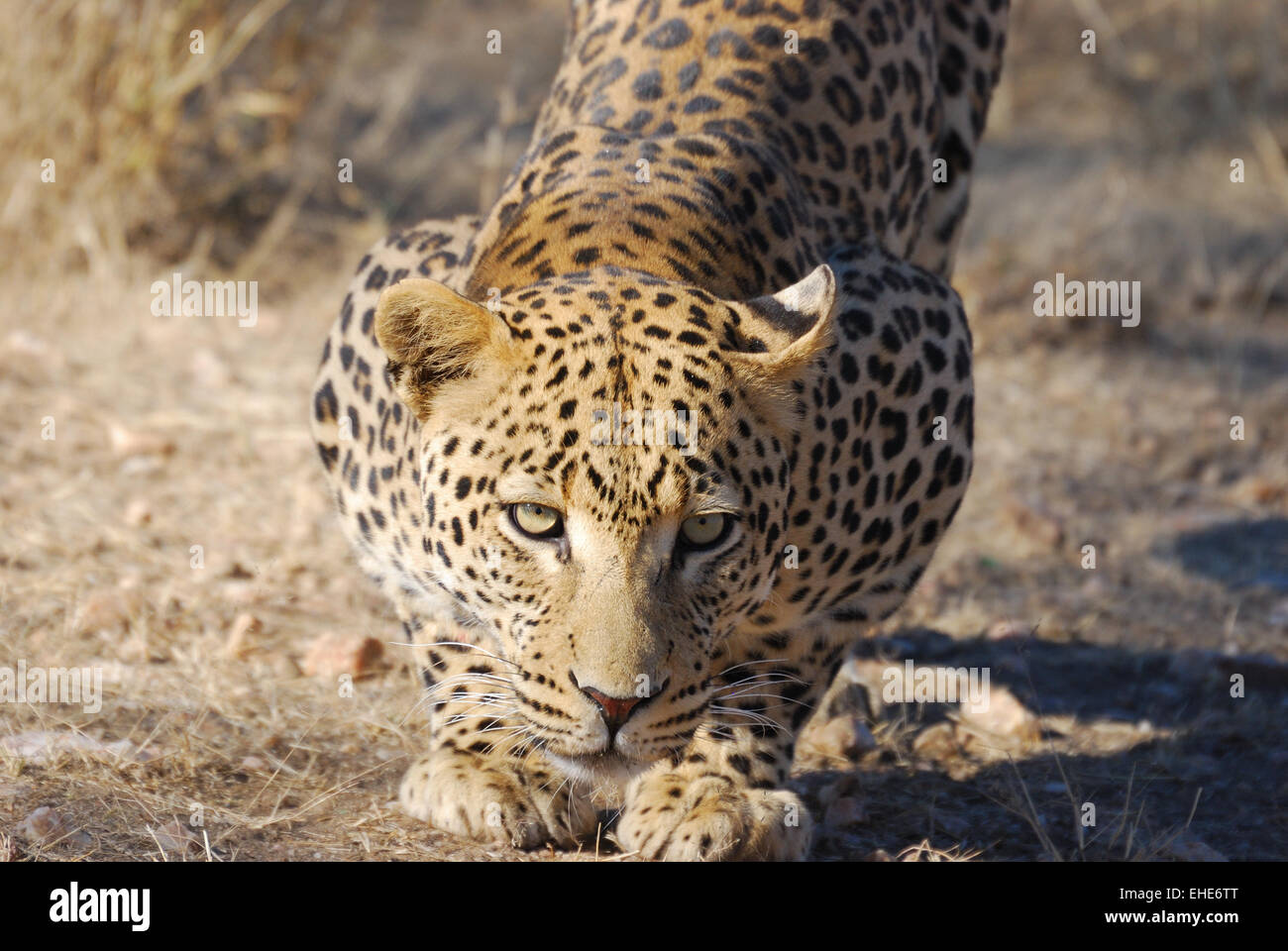 Namibia, Leopard Stock Photo