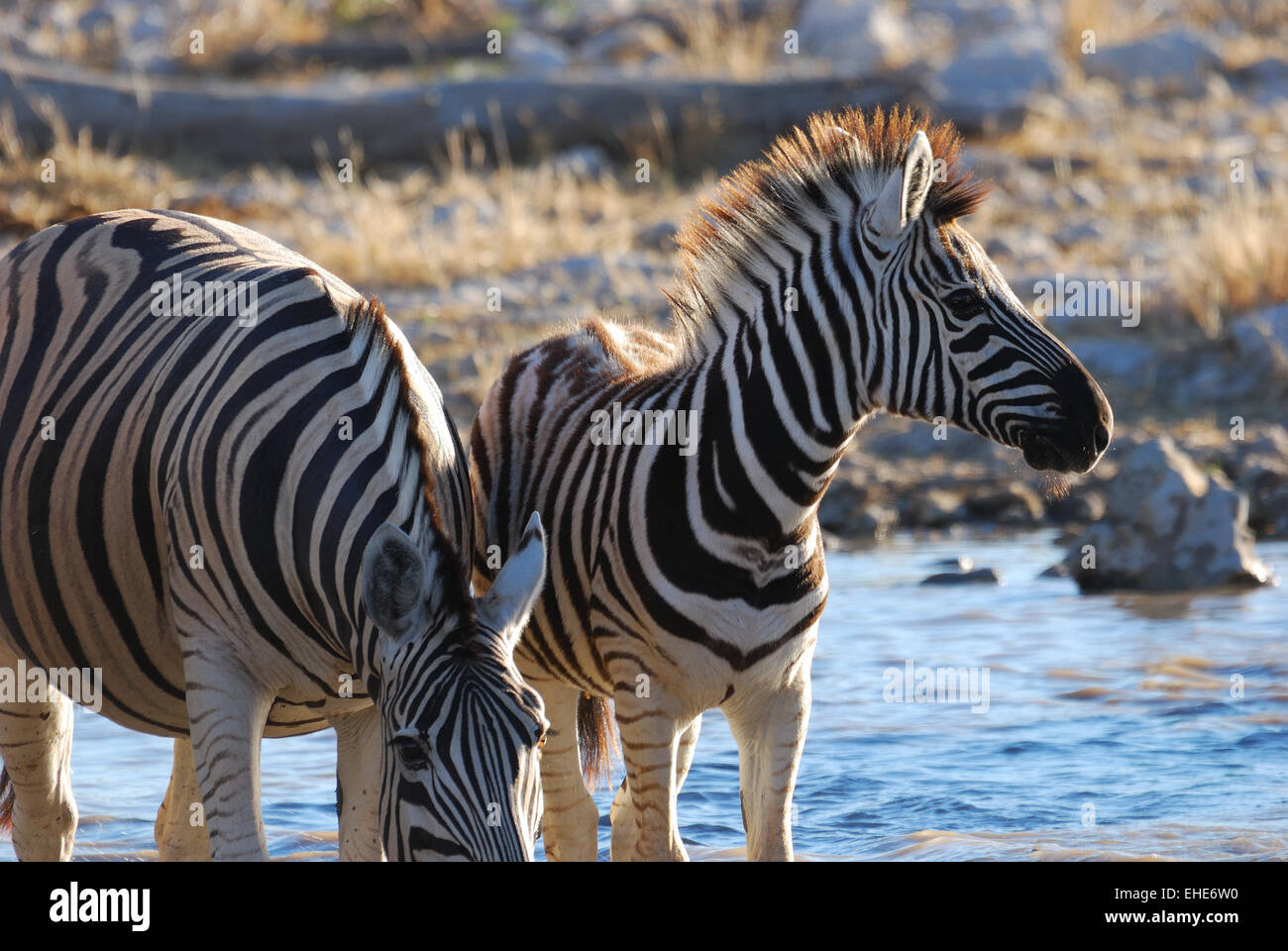 Namibia, Etosha, Zebras Stock Photo
