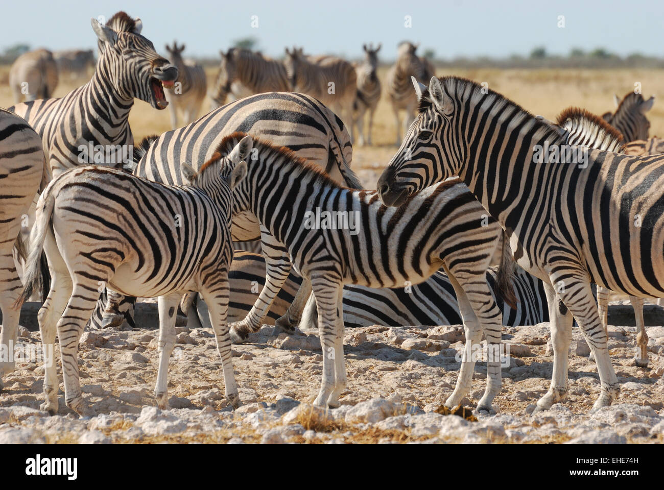 Namibia zebras hi-res stock photography and images - Alamy