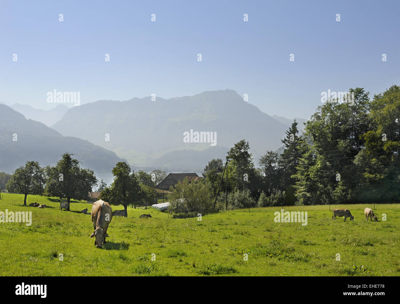 Kuh mit Hörner Schweiz - ein lizenzfreies Stock Foto von Photocase