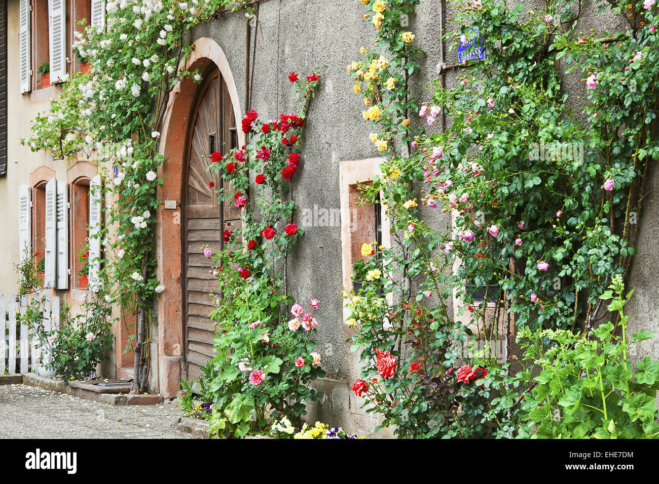 house in blossom, Alsace, France Stock Photo