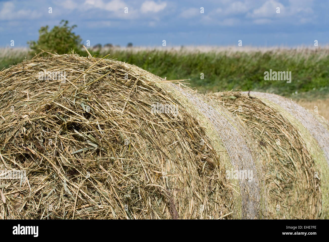 Strohballen - Bales of Straw Stock Photo - Alamy