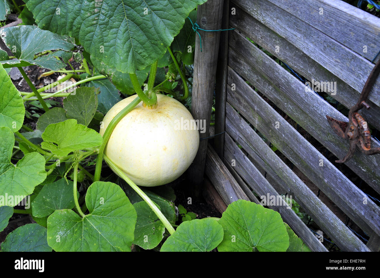Pumpkin in the Garden Stock Photo - Alamy