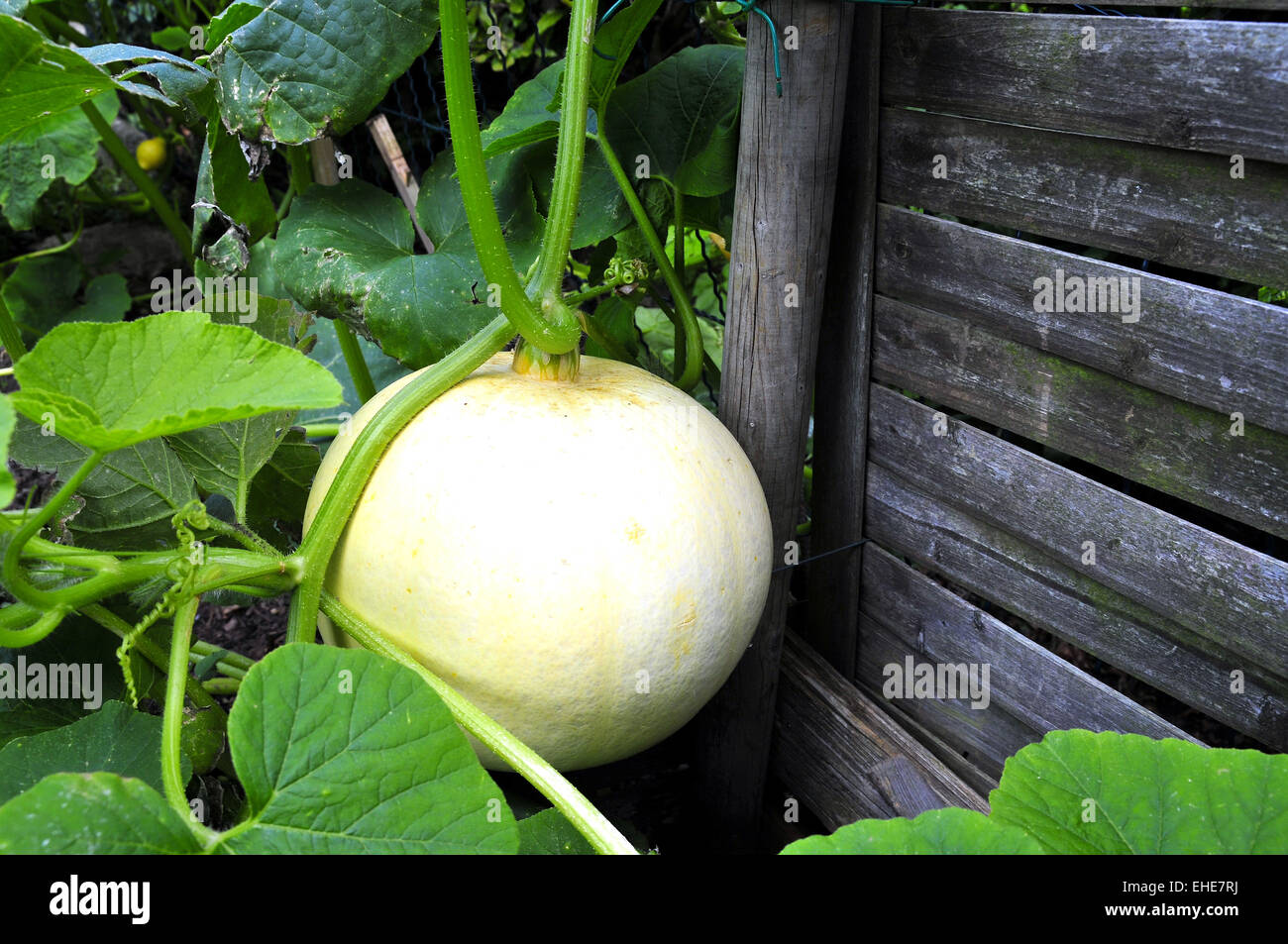 Pumpkin in the Garden Stock Photo - Alamy