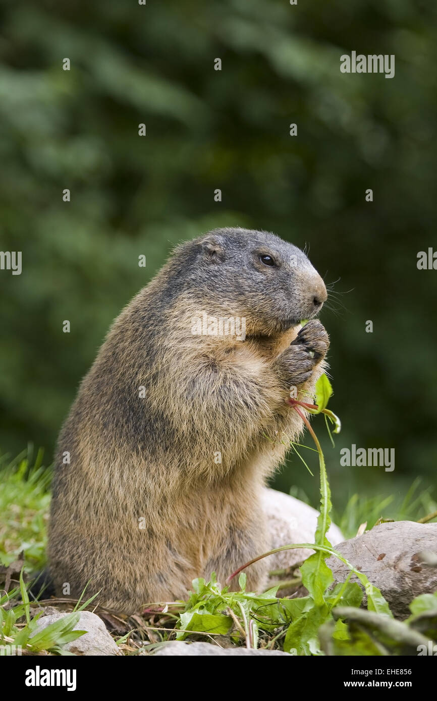 Alpine Marmot Stock Photo