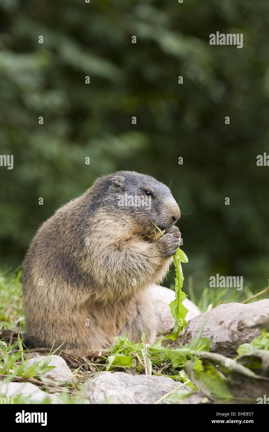 Alpine Marmot Stock Photo