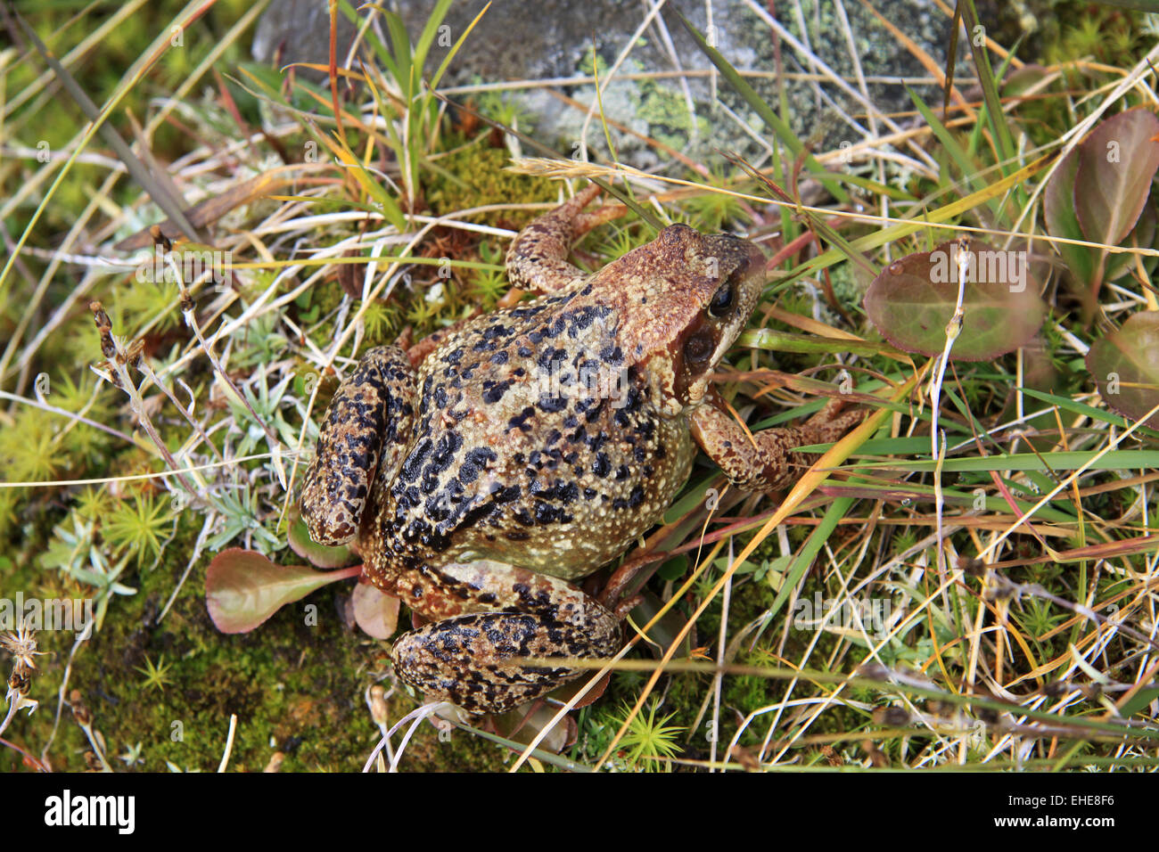 Frog Stock Photo