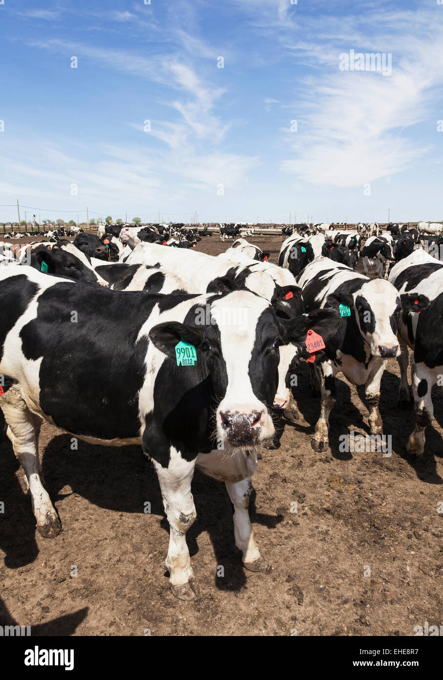 Holstein steers on feedlot to fatten up before being sent to a