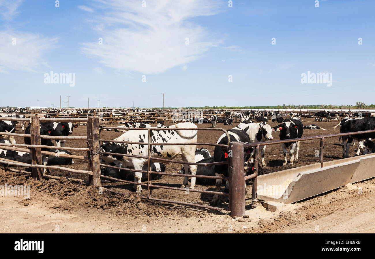 Holstein steers on feedlot to fatten up before being sent to a