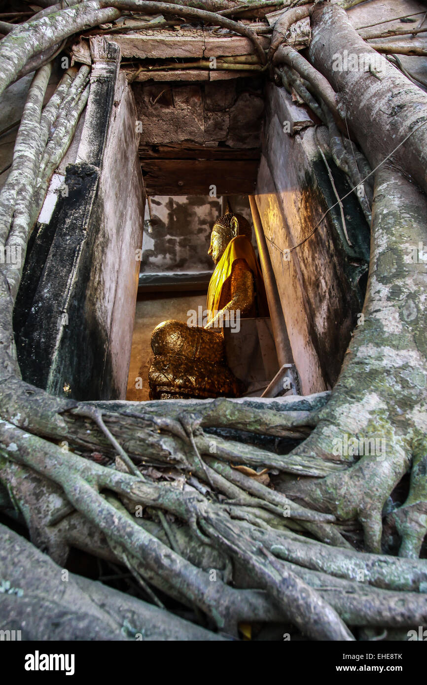 Buddha in Tree Frame Tree grow up cover the temple, Wat Bang Kung - Samut Songkhram, Thailand Stock Photo
