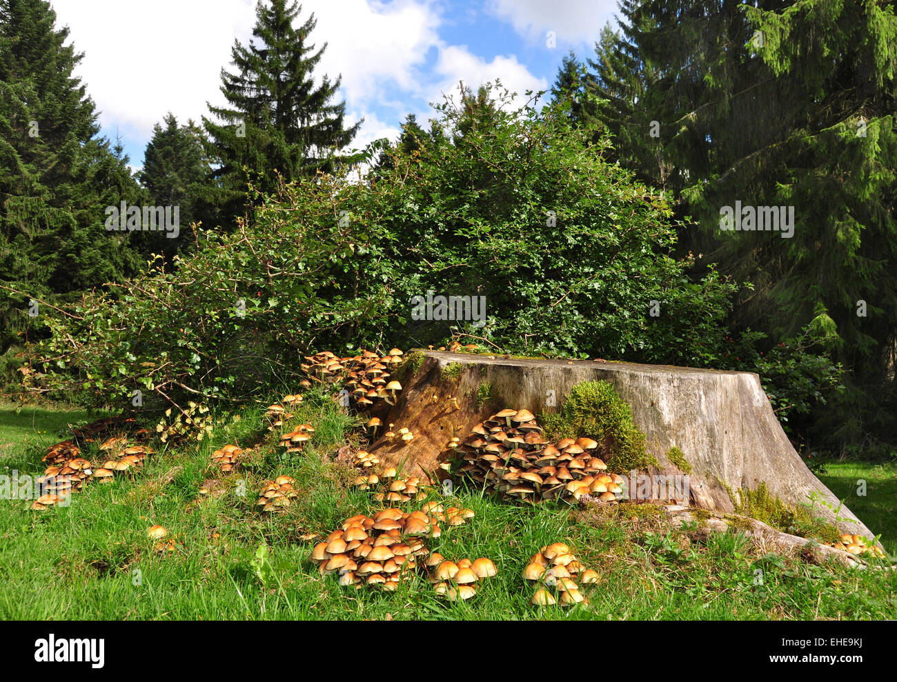 Mushrooms on a tree trunk stock photo alamy