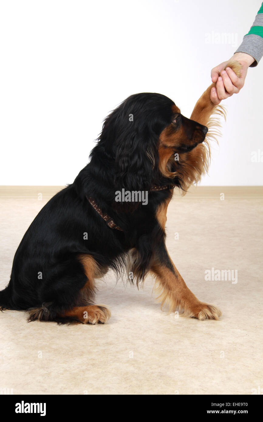 Pfotchen hi-res stock photography and images - Alamy