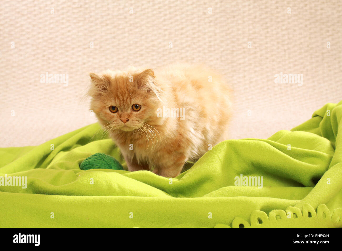 Mohair Cat Stock Photo