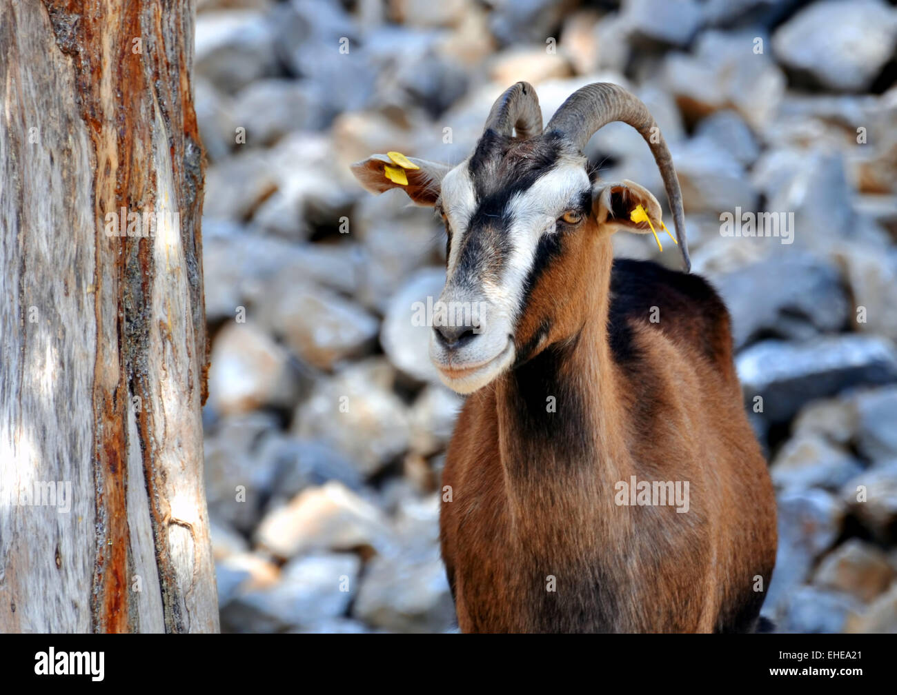 Wild goat (Kri-Kri). Stock Photo