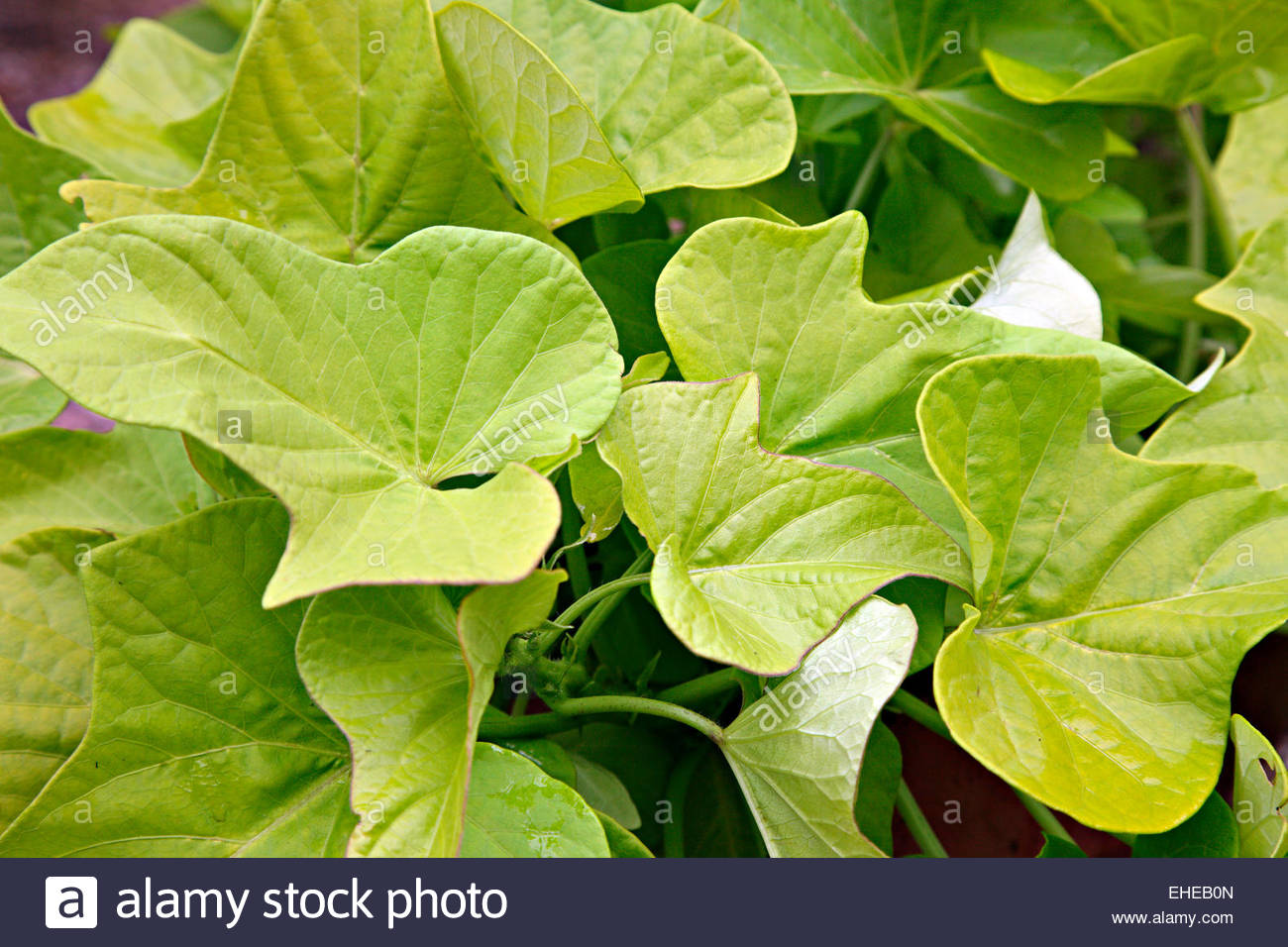 margarite-sweet-potato-vine-plant