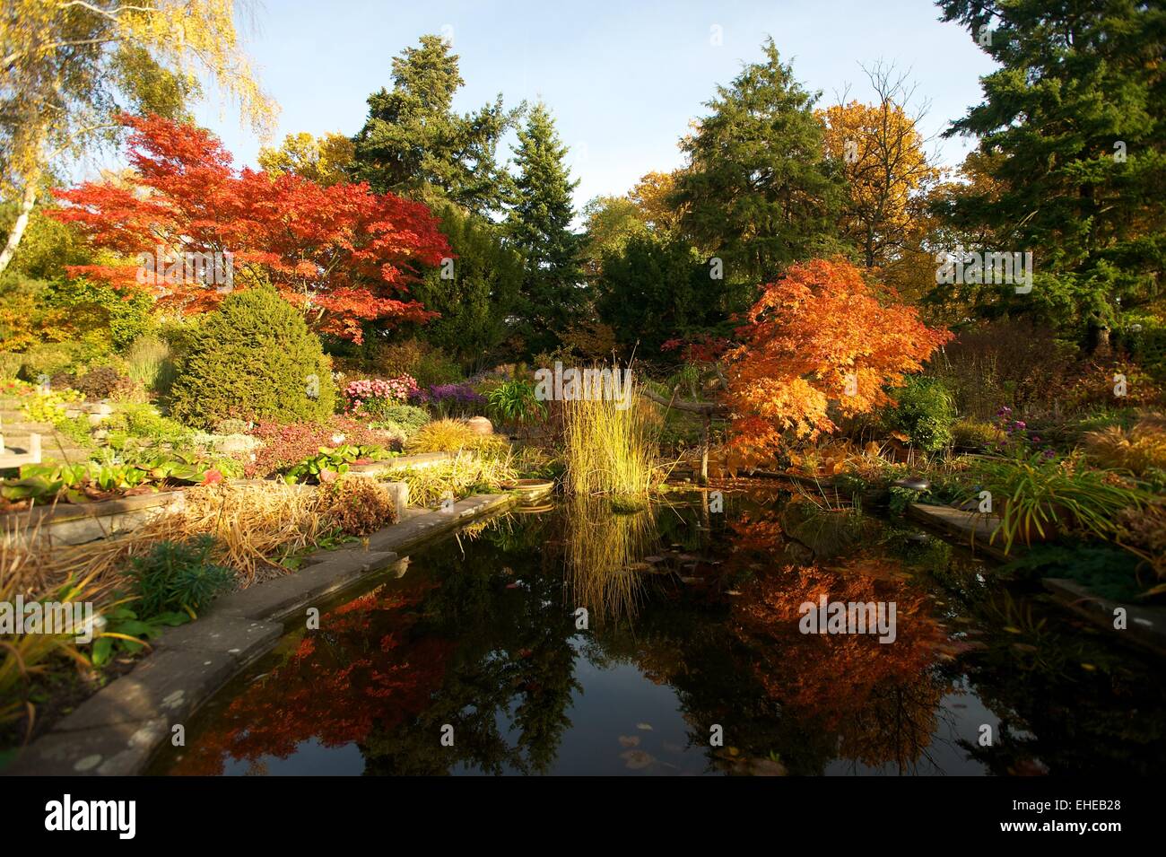 Karl Foerster Shrub Garden Stock Photo - Alamy