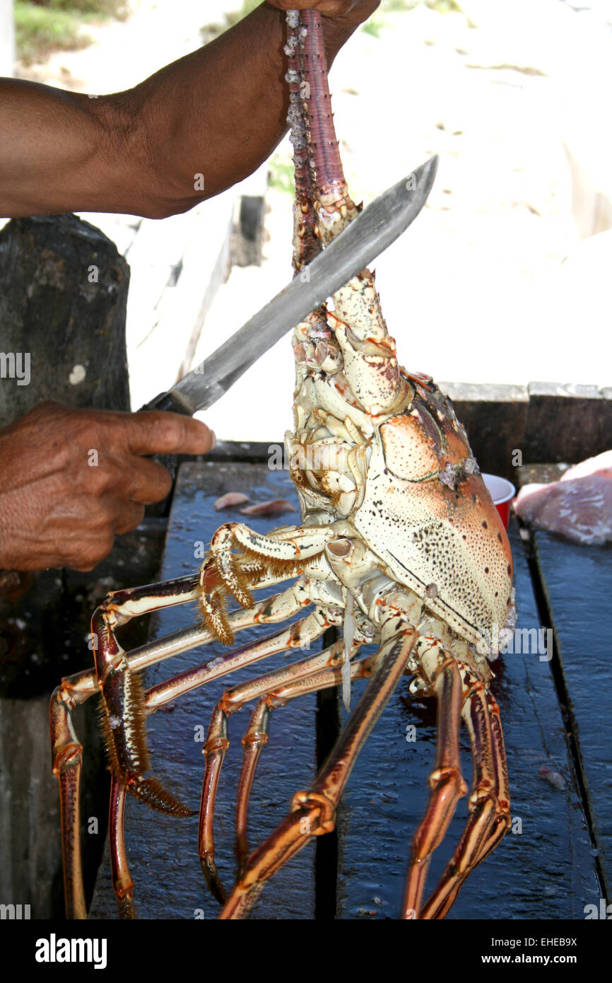 Lobster head hi-res stock photography and images - Alamy