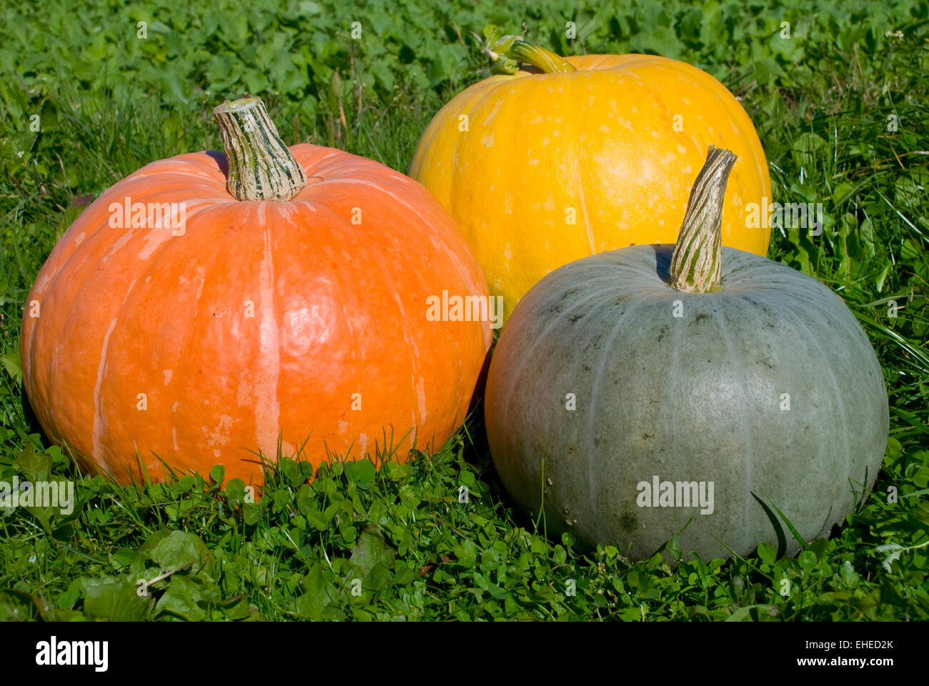 Beautiful pumpkins on a grass Stock Photo - Alamy