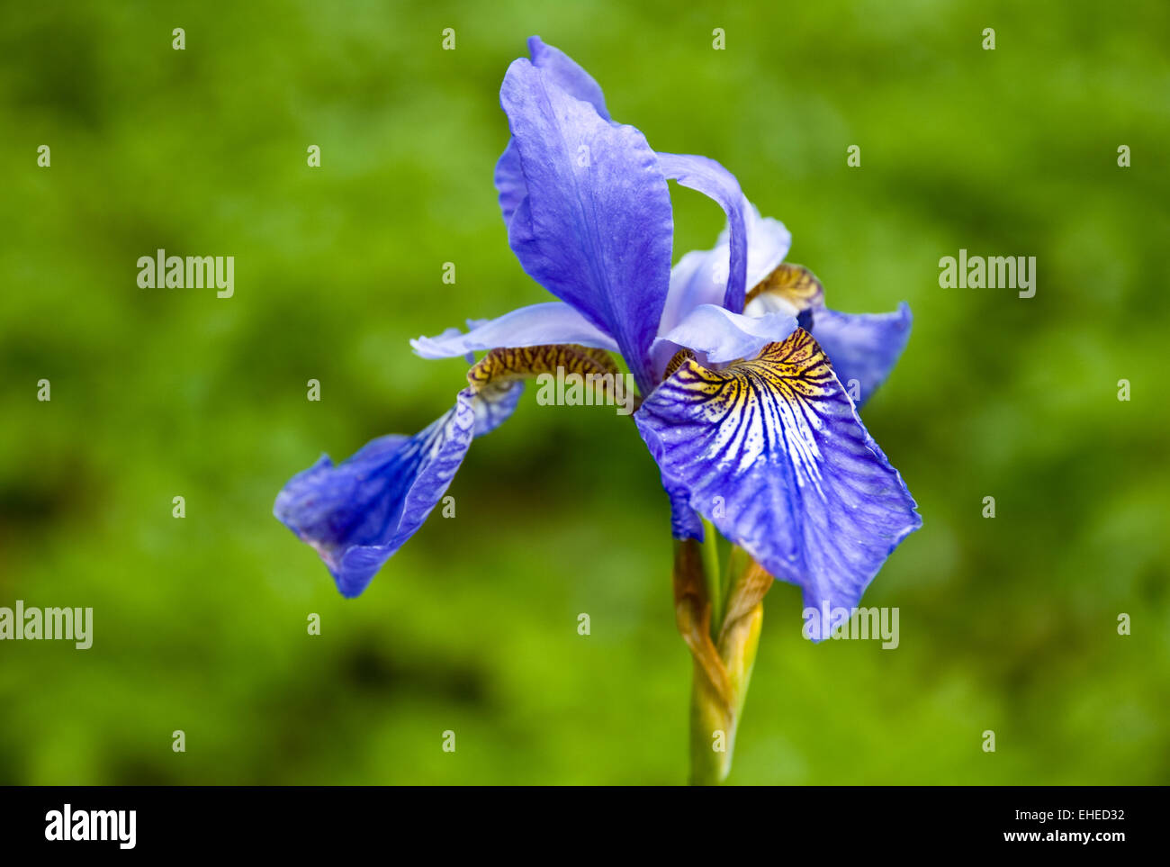 Beautiful Iris. Stock Photo