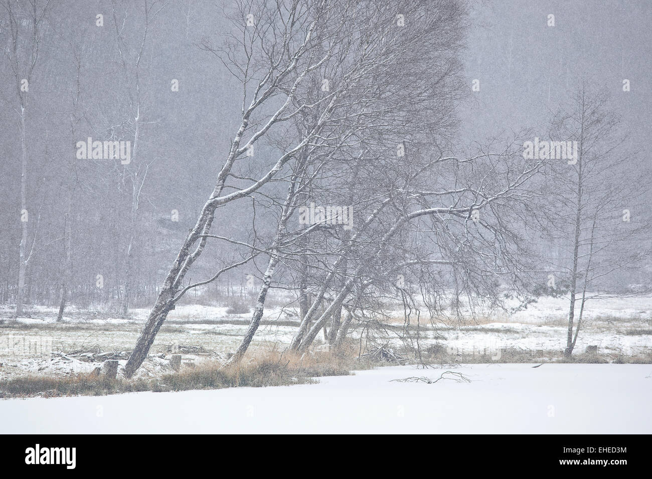 snow storm, Dahner Felsenland, Germany Stock Photo