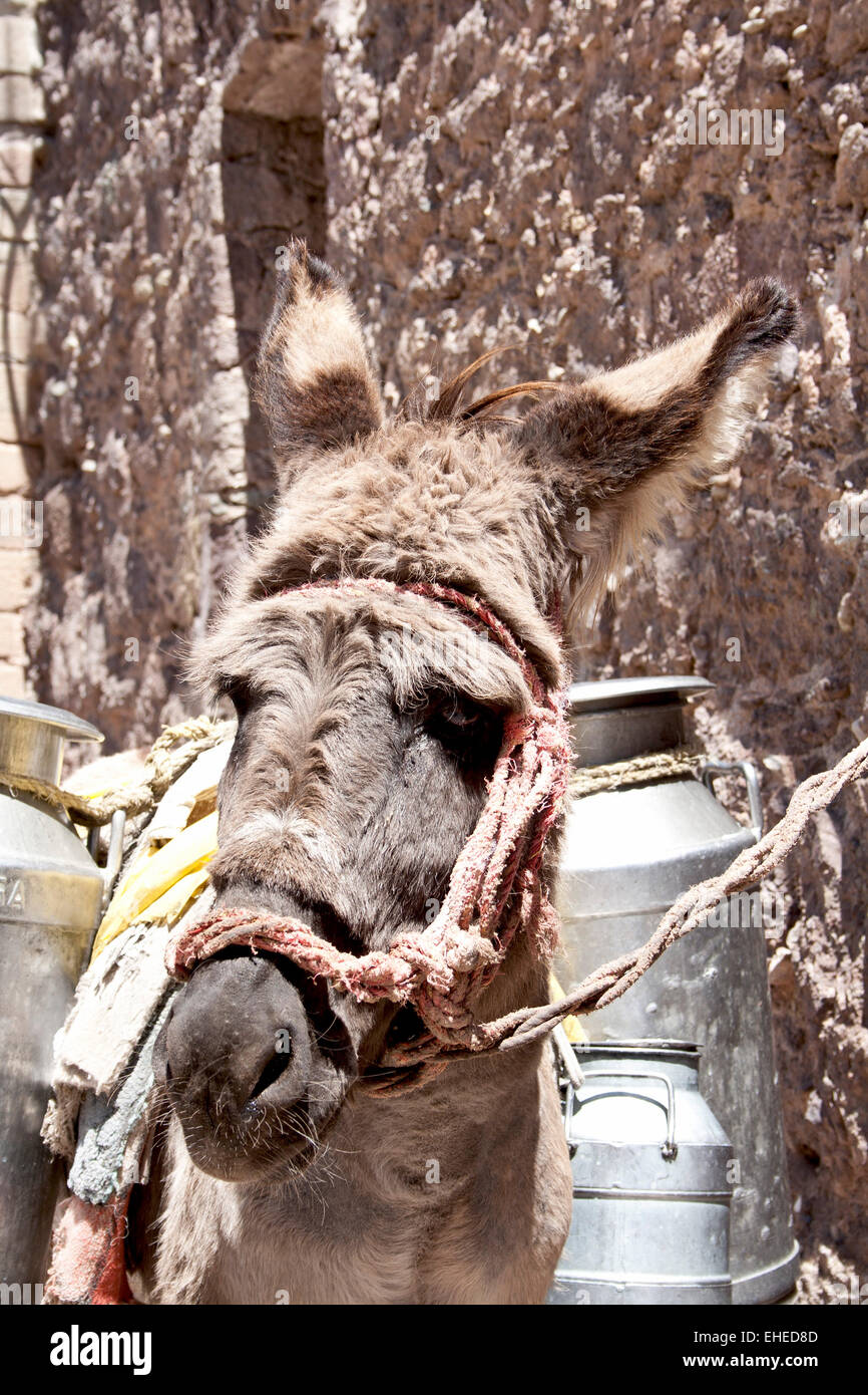 Esel milch hi-res stock photography and images - Alamy