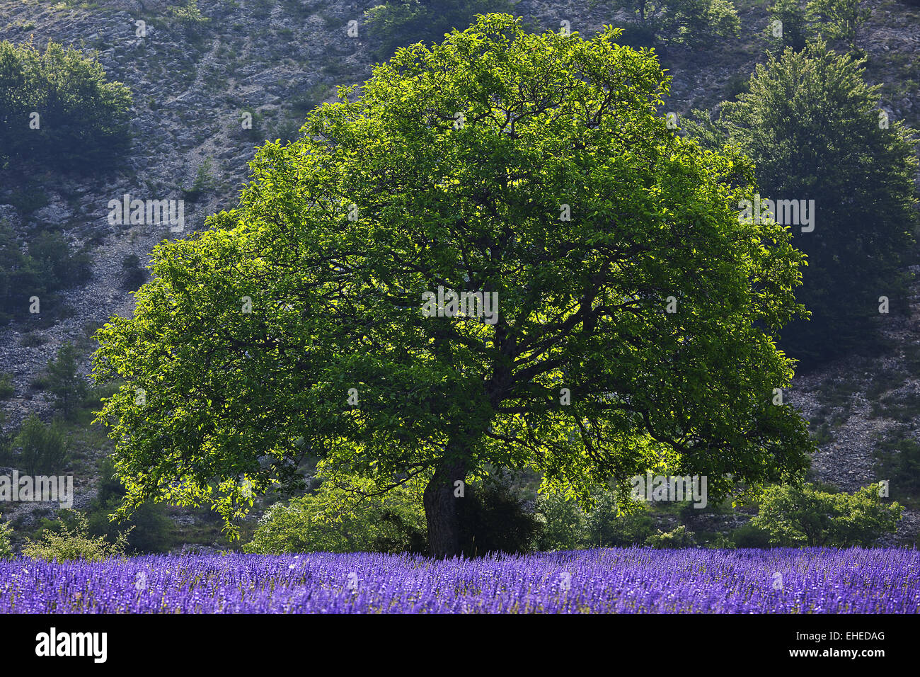 tree and lavender field, Provence, France Stock Photo
