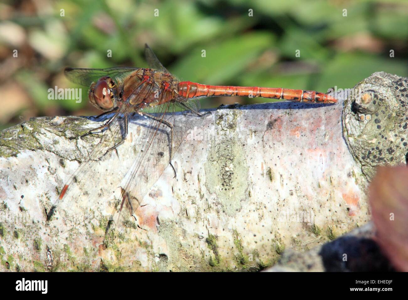 Common Darter Stock Photo