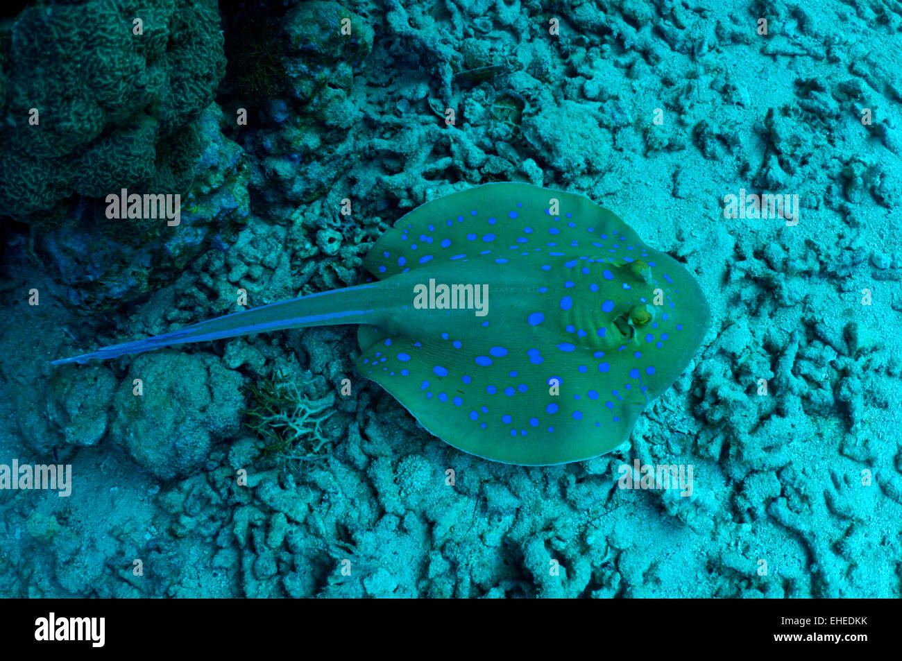 Coral reef. Blue spotted stingray Stock Photo