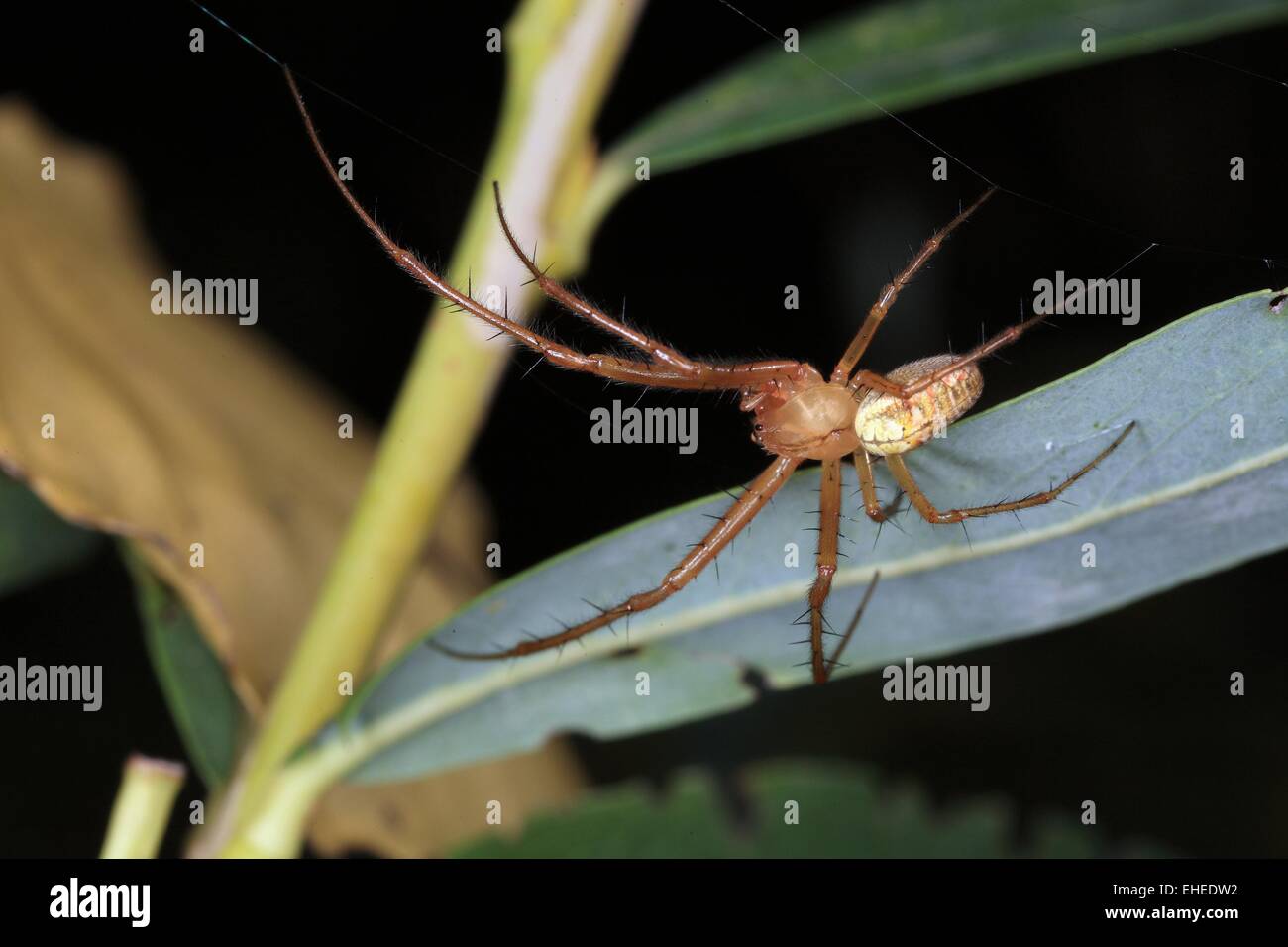 Lesser Garden Spider Stock Photo - Alamy