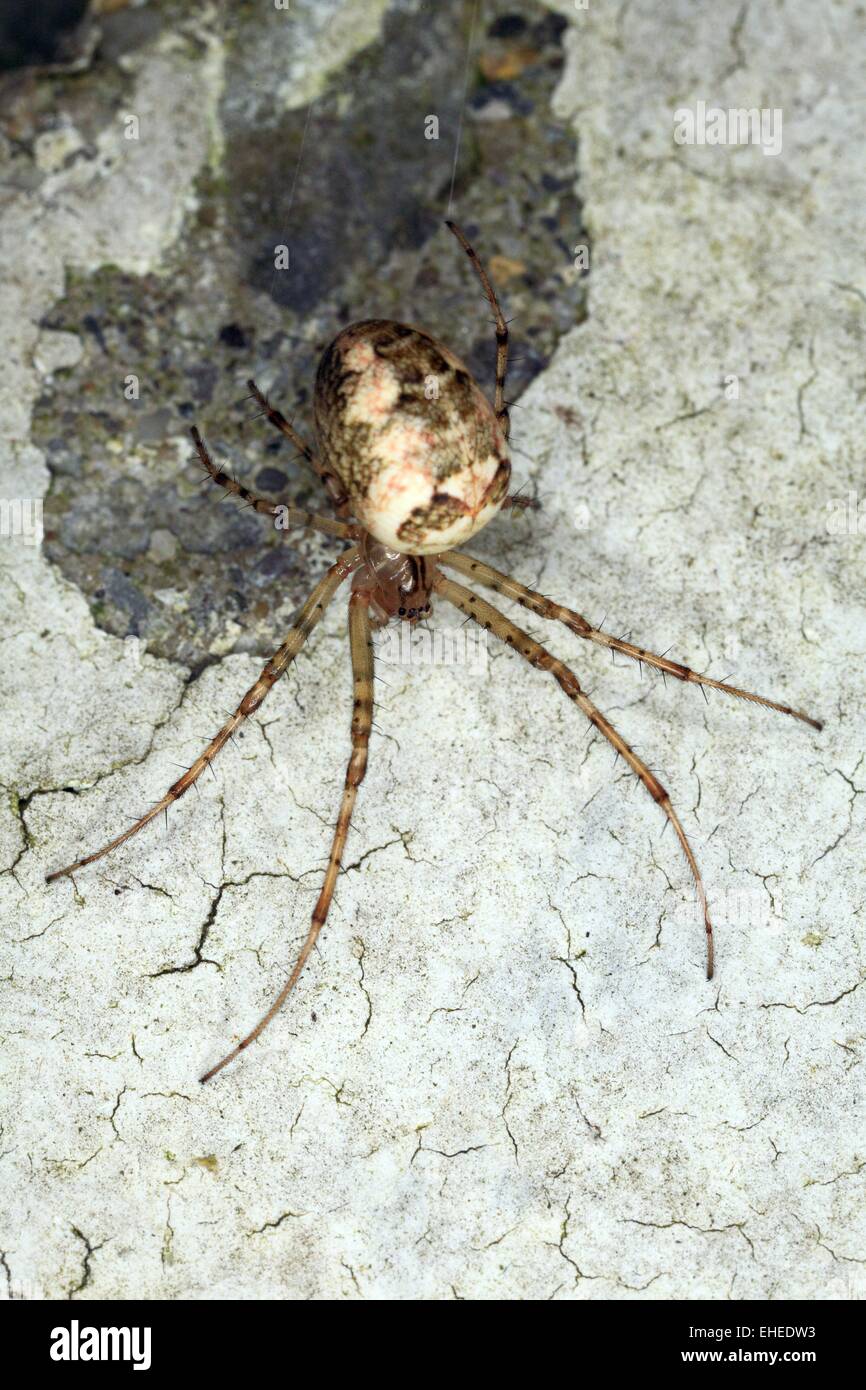 Lesser Garden Spider Stock Photo - Alamy