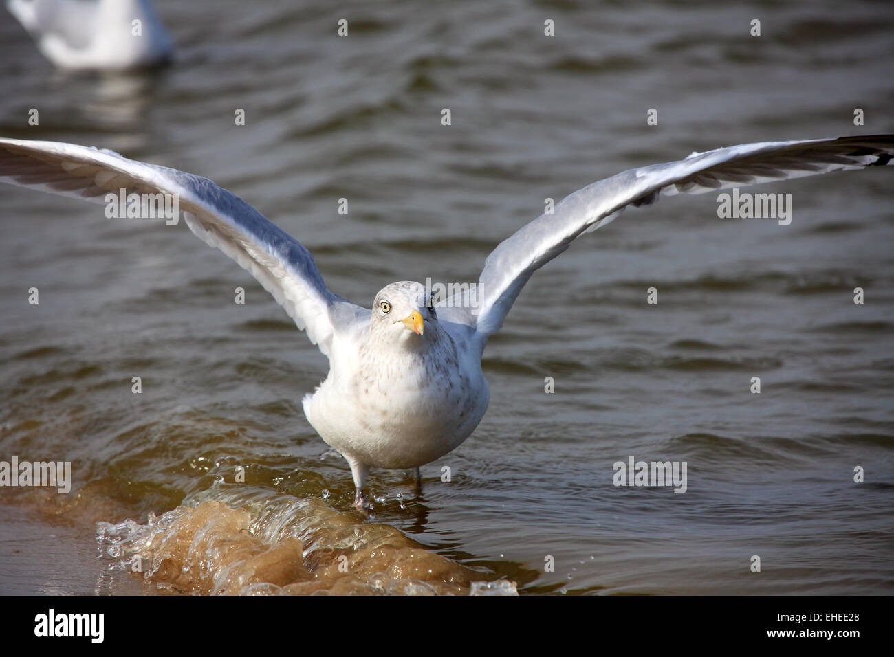 Seagull on the beach Stock Photo