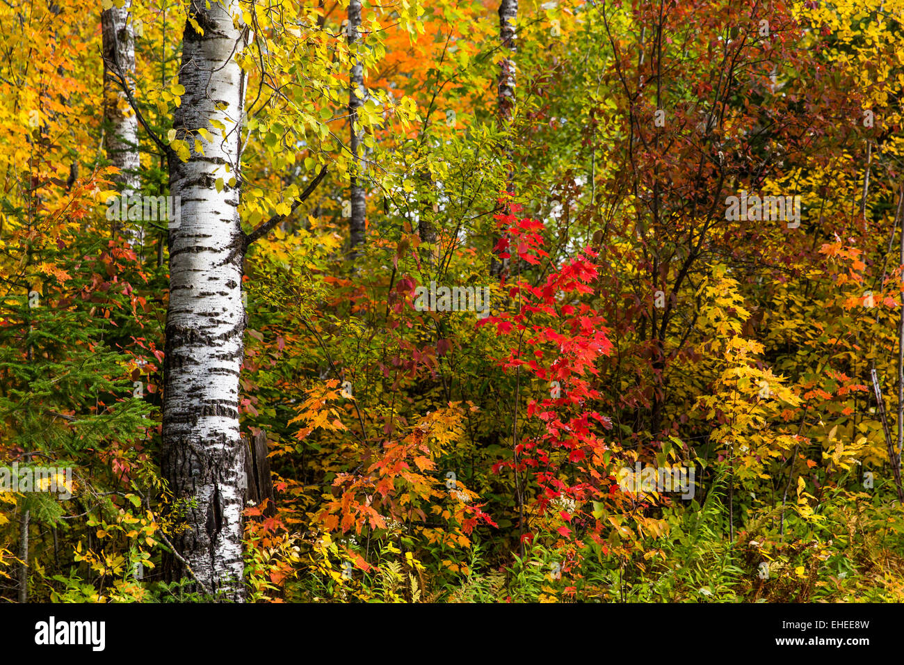 Autumn in Wisconsin Stock Photo