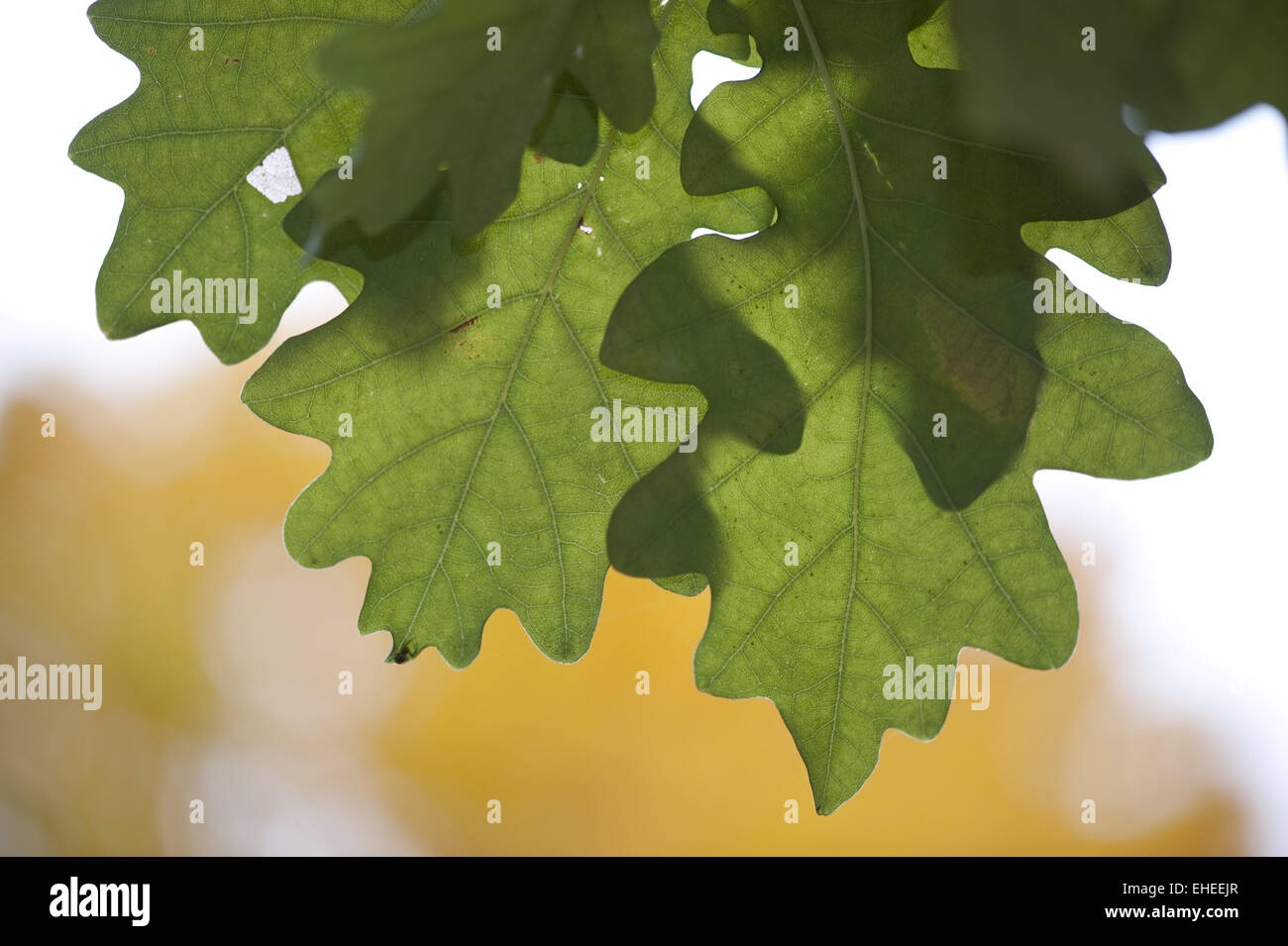 Leaves oak hi-res stock photography and images - Alamy