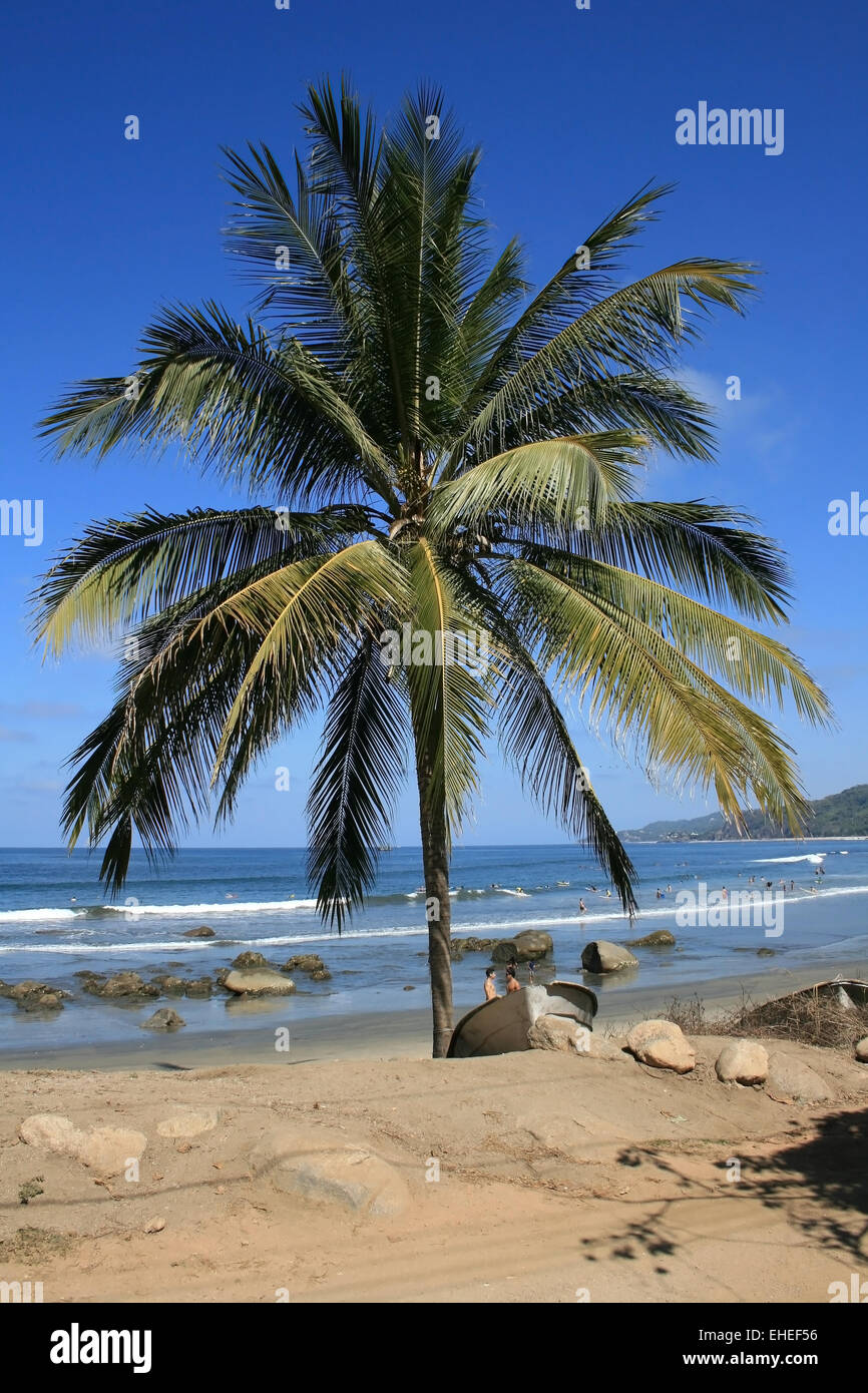 palm tree in mexico Stock Photo Alamy