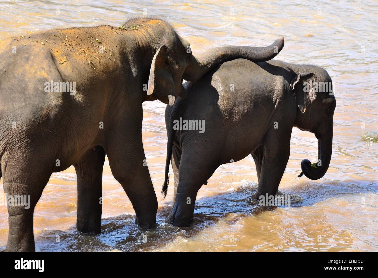 Pinnawela Elephant Orphanage Stock Photo