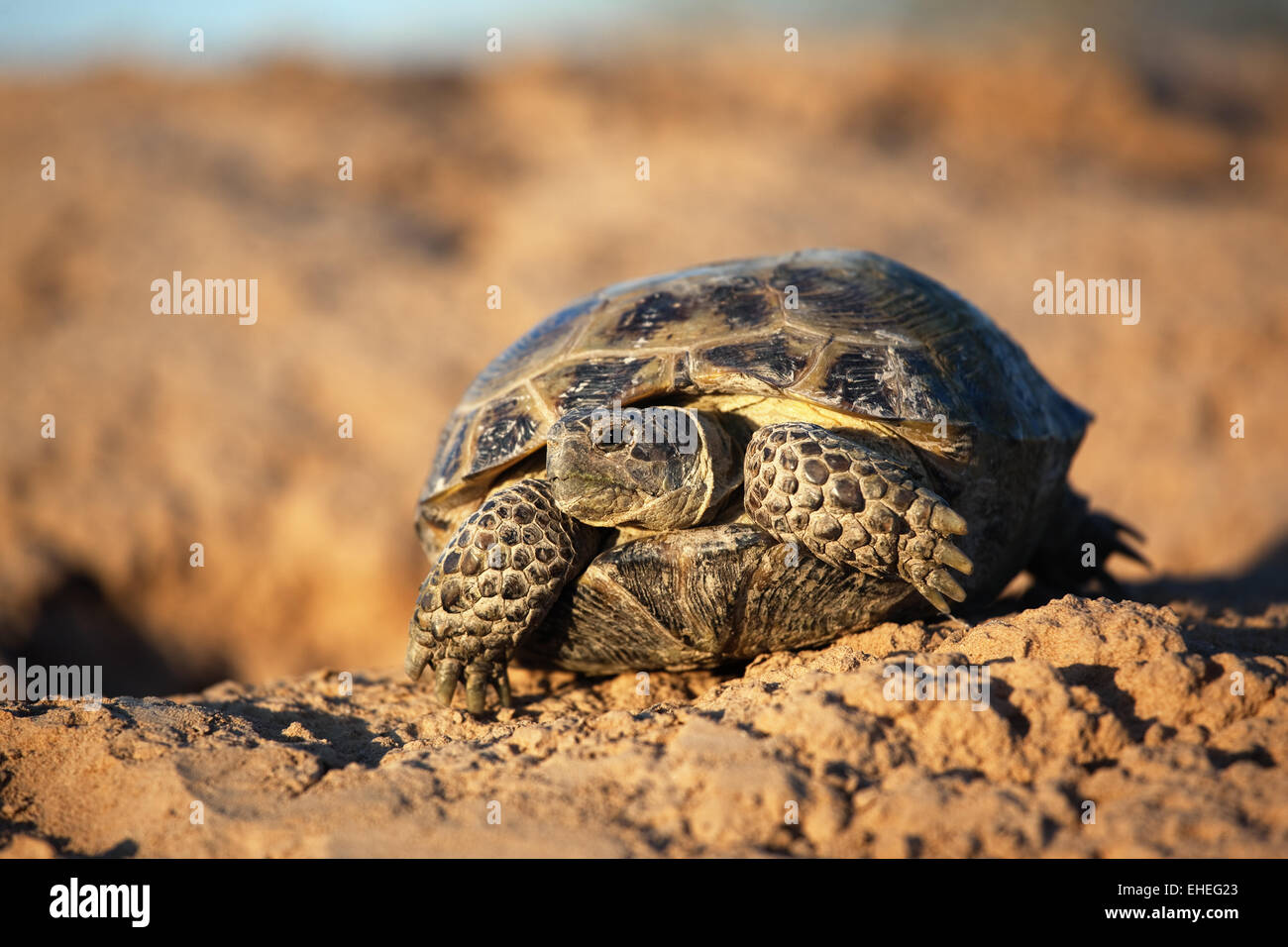 Arid steppe hi-res stock photography and images - Alamy