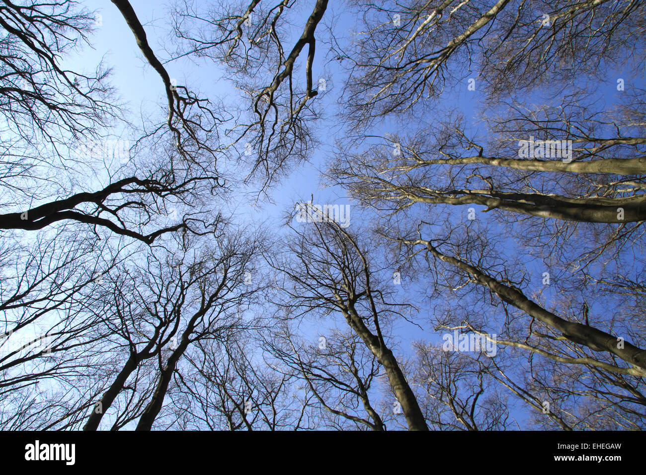 In the beech forest Stock Photo