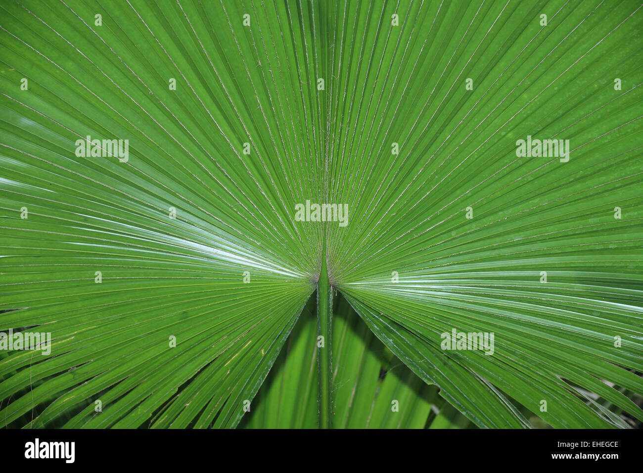 Detail of a fan palm Stock Photo
