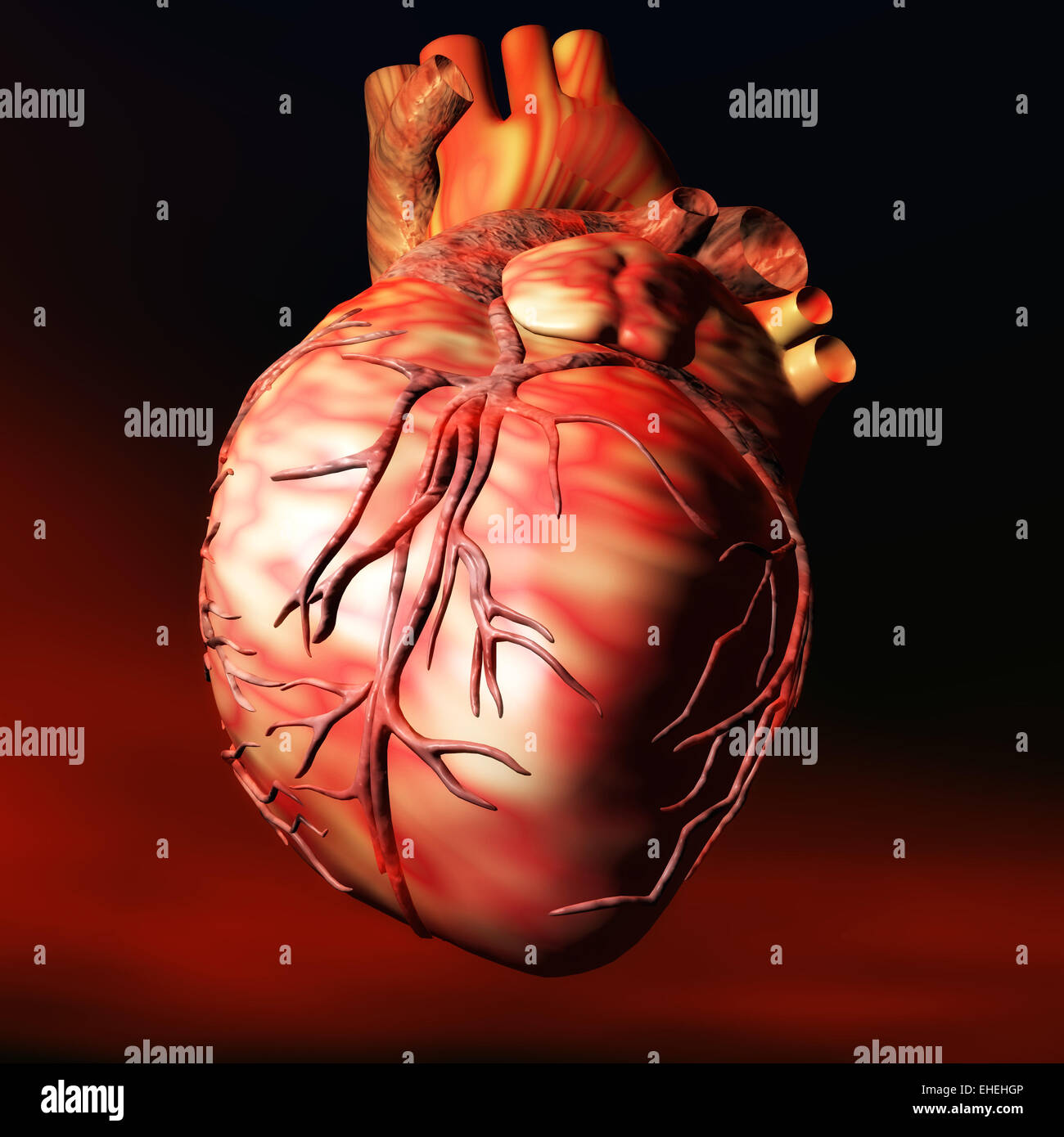 Heart Stock Photo
