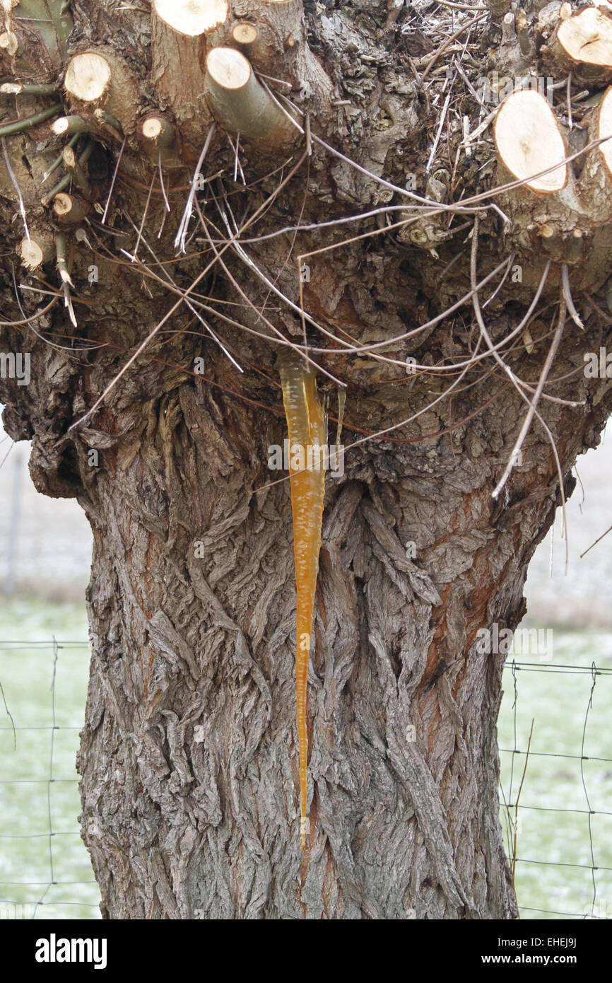 Gum Tree Resin Hi Res Stock Photography And Images Alamy