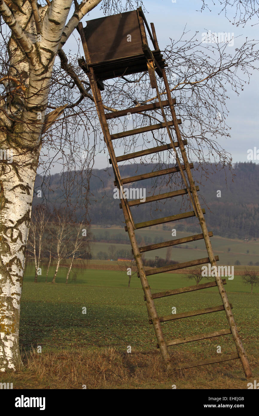 Perch Stock Photo - Alamy